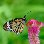 Monarch Butterfly-BOONCHUAY PROMJIAM-Framed Premium Photographic Print