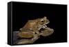 Boophis Madagascariensis (Madagascar Bright-Eyed Frog)-Paul Starosta-Framed Stretched Canvas