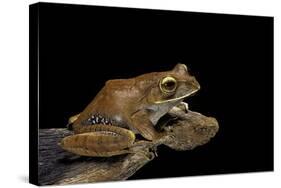 Boophis Madagascariensis (Madagascar Bright-Eyed Frog)-Paul Starosta-Stretched Canvas