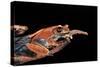 Boophis Madagascariensis (Madagascar Bright-Eyed Frog)-Paul Starosta-Stretched Canvas