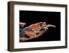 Boophis Madagascariensis (Madagascar Bright-Eyed Frog)-Paul Starosta-Framed Photographic Print