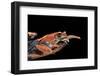 Boophis Madagascariensis (Madagascar Bright-Eyed Frog)-Paul Starosta-Framed Photographic Print