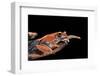 Boophis Madagascariensis (Madagascar Bright-Eyed Frog)-Paul Starosta-Framed Photographic Print