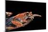 Boophis Madagascariensis (Madagascar Bright-Eyed Frog)-Paul Starosta-Mounted Photographic Print