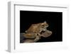 Boophis Madagascariensis (Madagascar Bright-Eyed Frog)-Paul Starosta-Framed Photographic Print