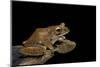 Boophis Madagascariensis (Madagascar Bright-Eyed Frog)-Paul Starosta-Mounted Photographic Print