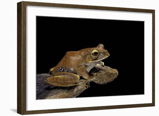 Boophis Madagascariensis (Madagascar Bright-Eyed Frog)-Paul Starosta-Framed Photographic Print