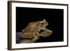 Boophis Madagascariensis (Madagascar Bright-Eyed Frog)-Paul Starosta-Framed Photographic Print