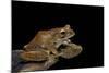 Boophis Madagascariensis (Madagascar Bright-Eyed Frog)-Paul Starosta-Mounted Photographic Print