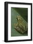 Boophis Microtympanum (Imerina Bright-Eyed Frog)-Paul Starosta-Framed Photographic Print