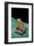 Boophis Microtympanum (Imerina Bright-Eyed Frog)-Paul Starosta-Framed Photographic Print