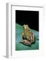 Boophis Microtympanum (Imerina Bright-Eyed Frog)-Paul Starosta-Framed Photographic Print