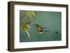 Booted racket-tail hummingbird.-Ken Archer-Framed Photographic Print