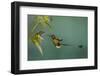 Booted racket-tail hummingbird.-Ken Archer-Framed Photographic Print