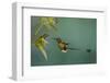 Booted racket-tail hummingbird.-Ken Archer-Framed Photographic Print