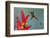 Booted racket-tail hummingbird.-Ken Archer-Framed Photographic Print