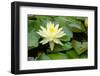 Boothbay Harbor, Maine, USA. Coastal Maine Botanical Gardens. Yellow Water Lily-Janet Horton-Framed Photographic Print