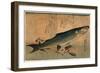 Bora Zu, Striped Mullet (Bora). [Between 1833 and 1836], 1 Print : Woodcut, Color ; 25 X 36.5-Utagawa Hiroshige-Framed Giclee Print
