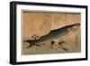 Bora Zu, Striped Mullet (Bora). [Between 1833 and 1836], 1 Print : Woodcut, Color ; 25 X 36.5-Utagawa Hiroshige-Framed Giclee Print