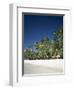 Boracay Beach, Palm Trees and Sand, Boracay Island, Philippines-Steve Vidler-Framed Photographic Print