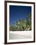 Boracay Beach, Palm Trees and Sand, Boracay Island, Philippines-Steve Vidler-Framed Photographic Print