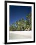 Boracay Beach, Palm Trees and Sand, Boracay Island, Philippines-Steve Vidler-Framed Photographic Print