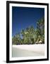 Boracay Beach, Palm Trees and Sand, Boracay Island, Philippines-Steve Vidler-Framed Photographic Print