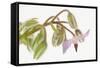 Borage, Borago Officinalis, Blossoms-Andreas Keil-Framed Stretched Canvas