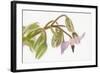 Borage, Borago Officinalis, Blossoms-Andreas Keil-Framed Photographic Print