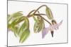 Borage, Borago Officinalis, Blossoms-Andreas Keil-Mounted Photographic Print