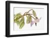 Borage, Borago Officinalis, Blossoms-Andreas Keil-Framed Photographic Print