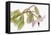 Borage, Borago Officinalis, Blossoms-Andreas Keil-Framed Stretched Canvas