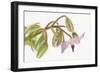 Borage, Borago Officinalis, Blossoms-Andreas Keil-Framed Photographic Print