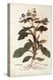 Borage - Borago Officinalis (Buglossum) by Leonhart Fuchs from De Historia Stirpium Commentarii Ins-null-Stretched Canvas