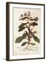 Borage - Borago Officinalis (Buglossum) by Leonhart Fuchs from De Historia Stirpium Commentarii Ins-null-Framed Giclee Print