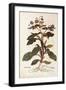 Borage - Borago Officinalis (Buglossum) by Leonhart Fuchs from De Historia Stirpium Commentarii Ins-null-Framed Giclee Print