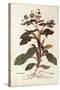 Borage - Borago Officinalis (Buglossum) by Leonhart Fuchs from De Historia Stirpium Commentarii Ins-null-Stretched Canvas