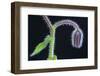 Borage flower bud  (Borago officinalis) near Nice, south of France, June-Robert Thompson-Framed Photographic Print