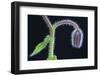 Borage flower bud  (Borago officinalis) near Nice, south of France, June-Robert Thompson-Framed Photographic Print