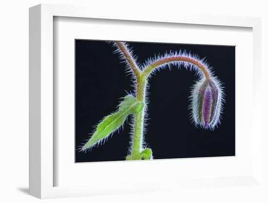 Borage flower bud  (Borago officinalis) near Nice, south of France, June-Robert Thompson-Framed Photographic Print