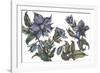 Borage to Lift the Spirits-Vicky Oldfield-Framed Giclee Print