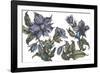 Borage to Lift the Spirits-Vicky Oldfield-Framed Giclee Print