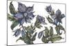 Borage to Lift the Spirits-Vicky Oldfield-Mounted Giclee Print