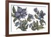 Borage to Lift the Spirits-Vicky Oldfield-Framed Giclee Print