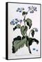Borage with Blue Flowers, Illustration from 'The British Herbalist', March 1770-John Edwards-Framed Stretched Canvas