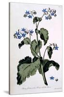 Borage with Blue Flowers, Illustration from 'The British Herbalist', March 1770-John Edwards-Stretched Canvas