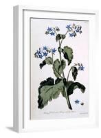 Borage with Blue Flowers, Illustration from 'The British Herbalist', March 1770-John Edwards-Framed Giclee Print