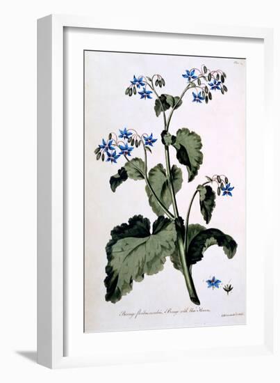 Borage with Blue Flowers, Illustration from 'The British Herbalist', March 1770-John Edwards-Framed Giclee Print