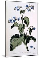 Borage with Blue Flowers, Illustration from 'The British Herbalist', March 1770-John Edwards-Mounted Giclee Print