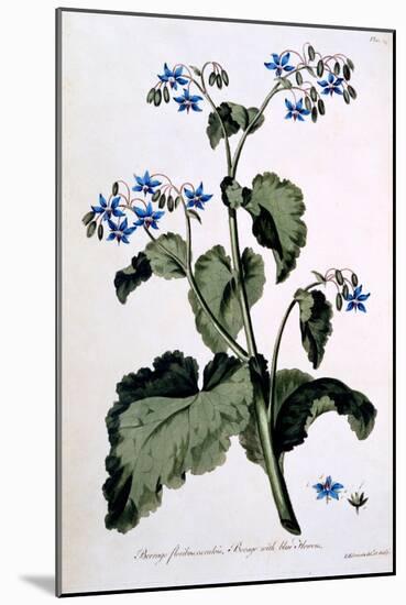 Borage with Blue Flowers, Illustration from 'The British Herbalist', March 1770-John Edwards-Mounted Giclee Print